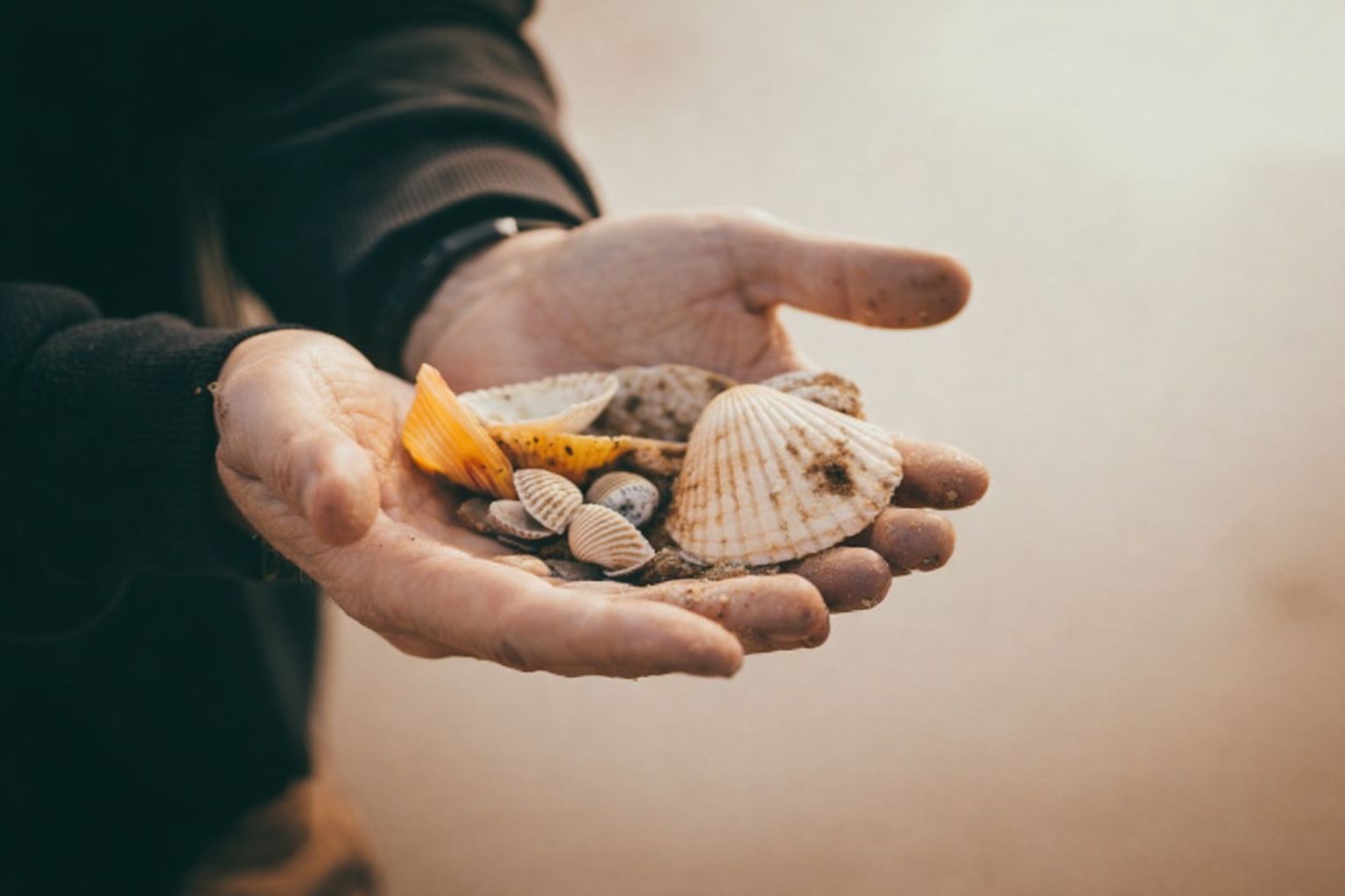 To hender som holder en samling skjell på en strand.